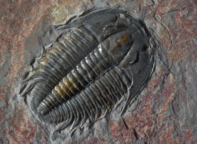 Cambrian Period 570-500MYA