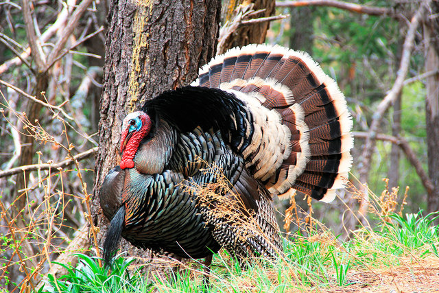 Trade (Daily Life/Culture of the Renaissance)