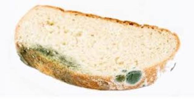 Se descubre la penicilina