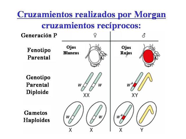 Morgan descubre que los genes se encuentran en los cromosomas