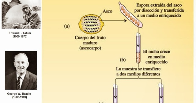 George y Edward descubrieron que los genes son responsables de la reproducción de enzimas