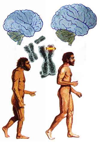 PROCESO DE HOMINIZACIÓN (1)