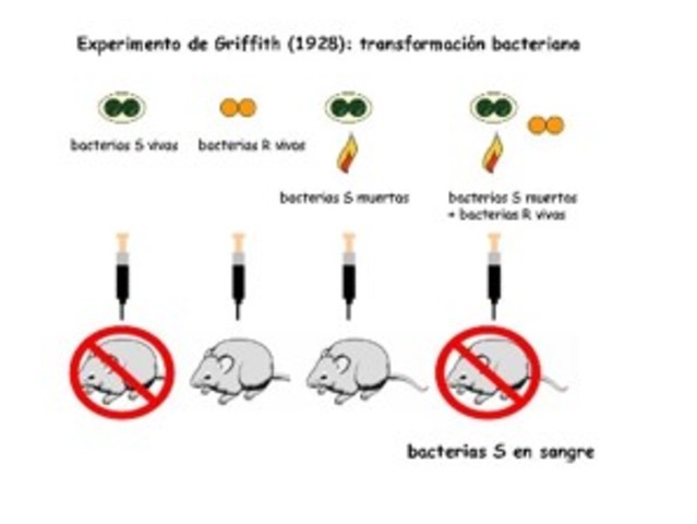El experimento de Griffith muestra la herencia genética puede transformarse