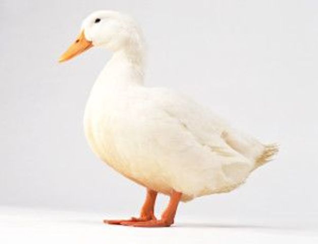 Descripción de la vida