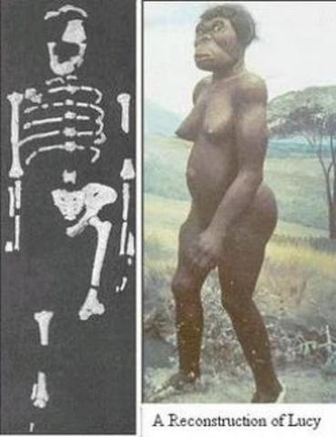 "Lucy" - Australopithecus Afarensis