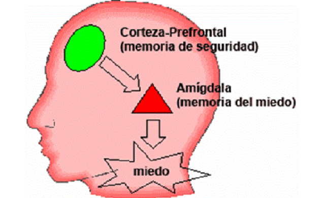 Condicionamiento del miedo