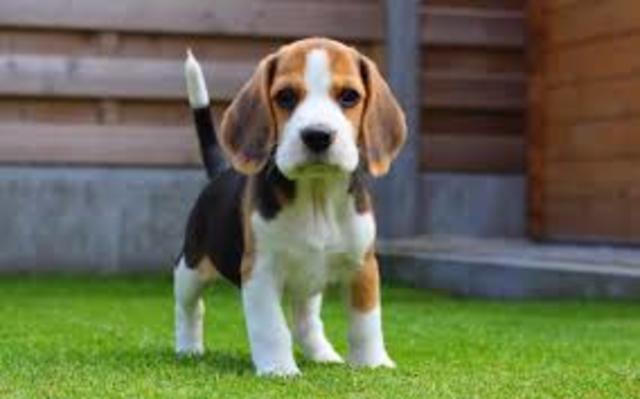 Beagle