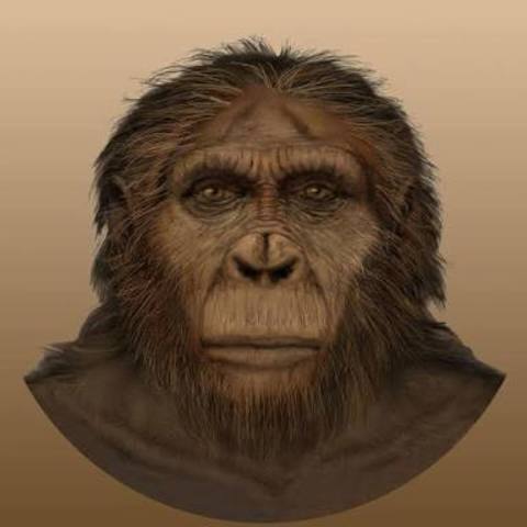 paranthropus aethiopicus