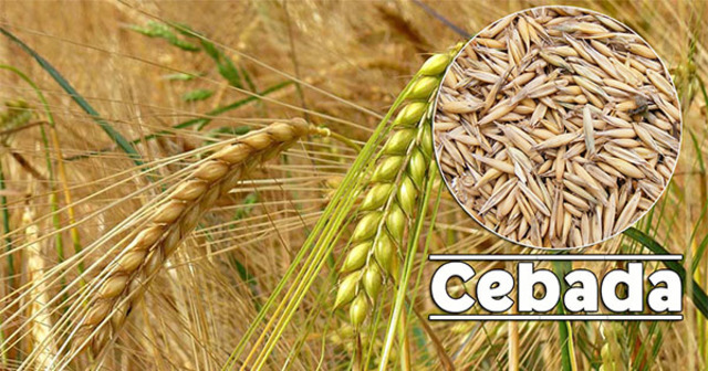 Selección de los granos de cereal.