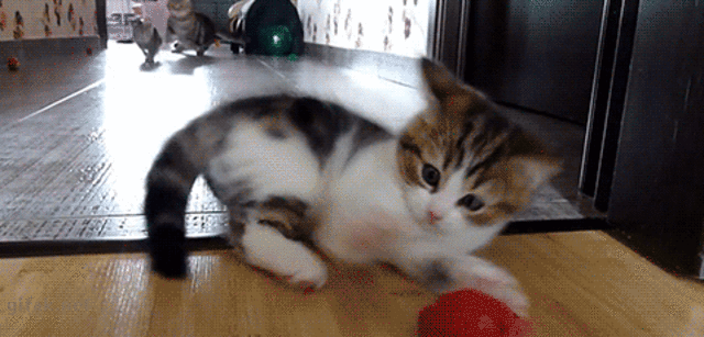 Me,my Grandma, and a DUCK!?!