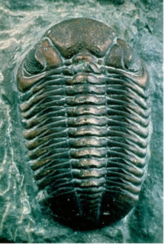 Cambrian- 570-500 MYA