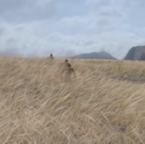 los mamíferos evolucionan