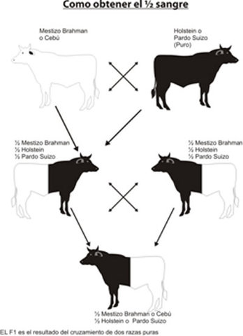 Georges Louis Leclerc