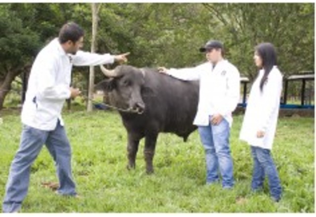 Primer programa académico