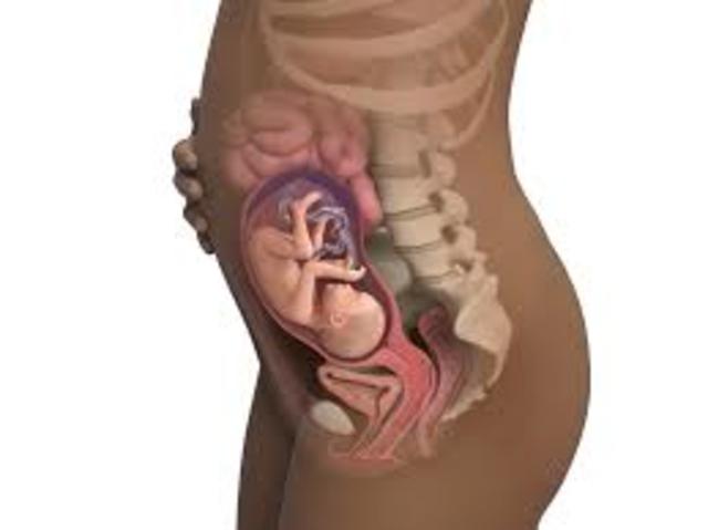 Vigésima cuarta semana