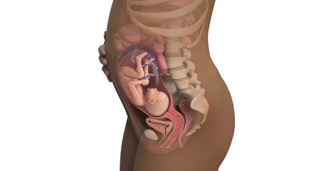 VIGESIMO OCTAVA SEMANA