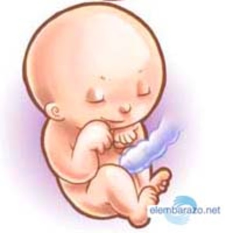 Vigesimasegunda semana