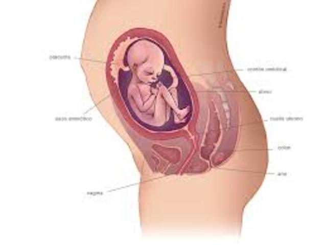 VIGESIMASEGUNDA SEMANA