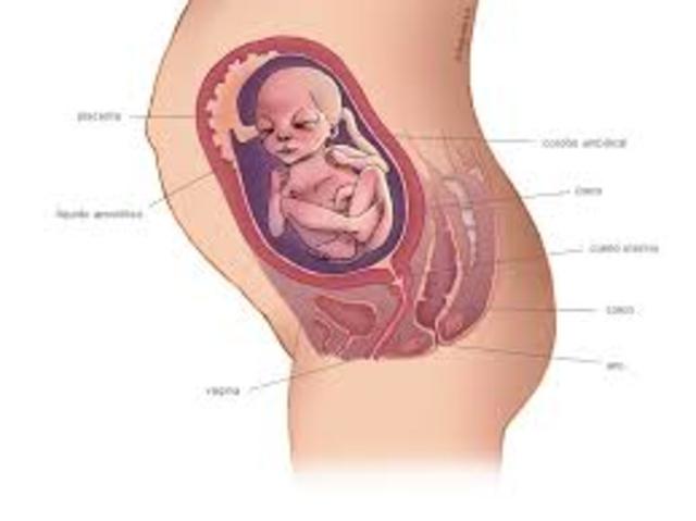 VIGESIMASEPTIMA SEMANA