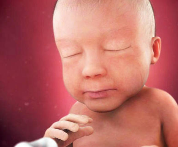 Vigésimo octava semana