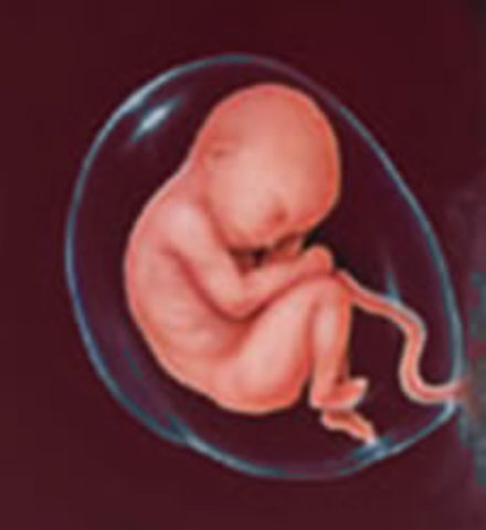 TRIGESIMA CUARTA SEMANA