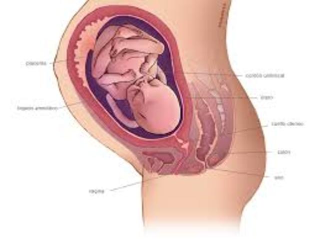Trigésima quinta semana