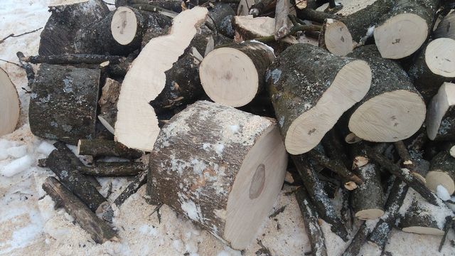 wtorek: they cut the trees