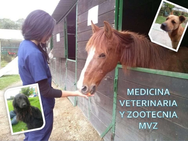 primeros programas en la universidad