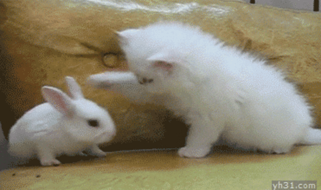 my stomach is an easter egg