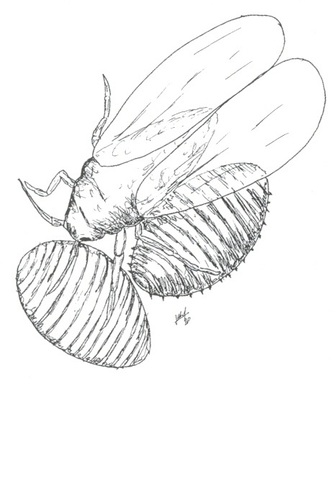 Aparición de plagas