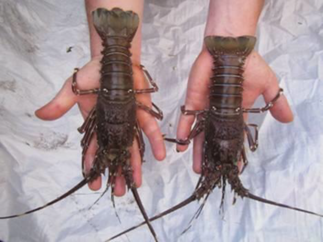 Georgy Frantsevich Gause