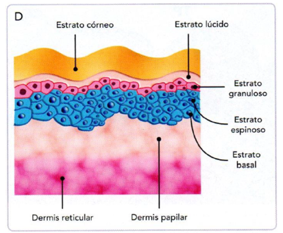 FINAL DEL CUARTO MES