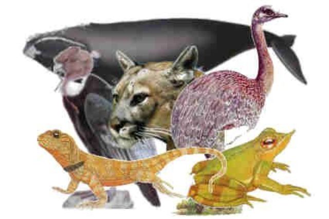 Georges Louis argumento que una especie no es solo el conjunto de individuos que se parecen