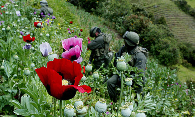 Resolución número 0006 de 2015, por la cual se ordena la suspensión del uso del herbicida glifosato en las operaciones de erradicación de cultivos ilícitos