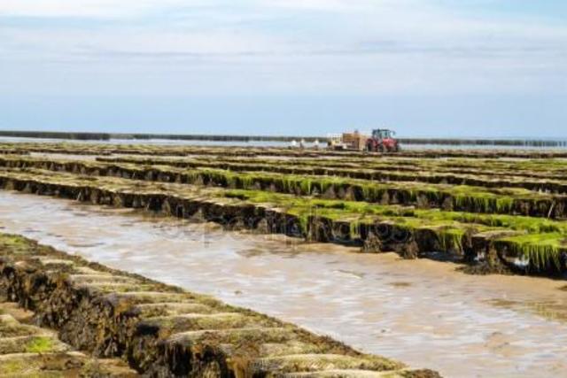 Bancos de ostras de la Bahía de Kiel