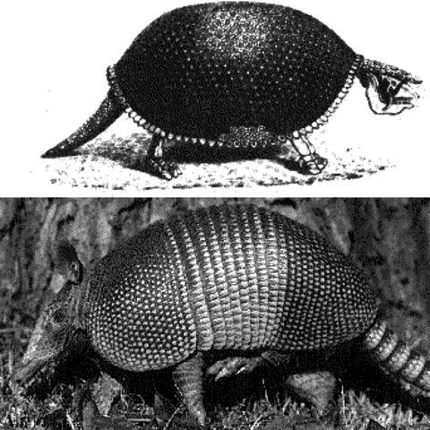 Darwin hace una recolección de huesos gigantescos