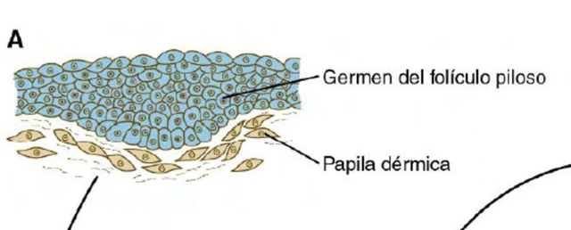 DECIMO SEGUNDA SEMANA