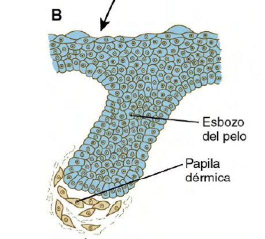 DECIMO QUINTA SEMANA