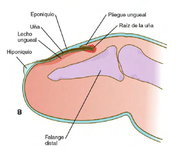 DECIMO SEPTIMA SEMANA