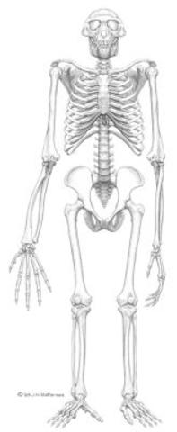 Ardipithecus ramidus (ardi)