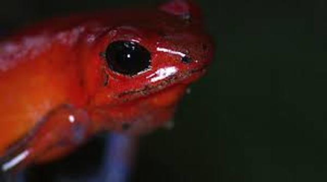 Rare frog Discovered