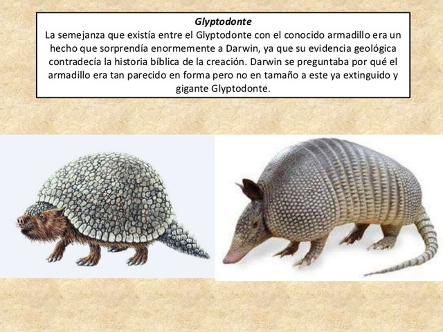 Primeras recolecciones de Charles Darwin.