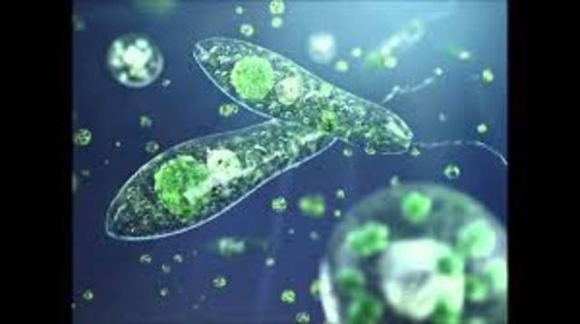 las primeras celulas