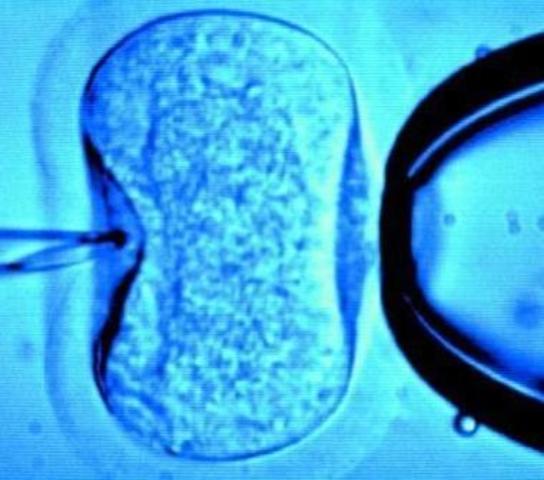 Georgi Frantsevich Gause comienza a experimentar in vitro.