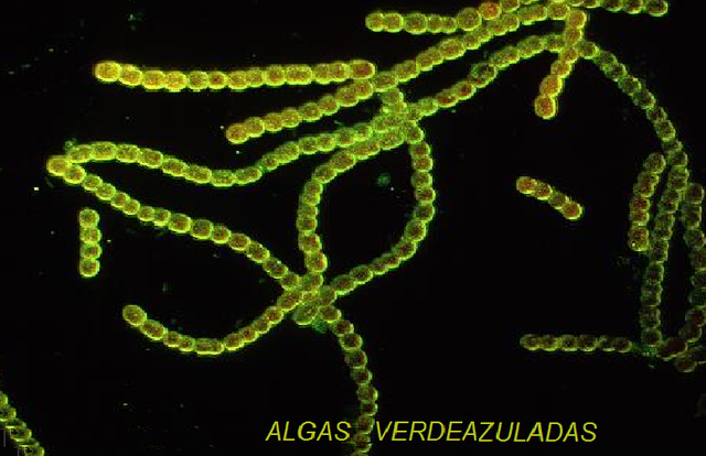 Ernst Haeckel agrupa a las algas verdeazuladas y a las bacterias en Moneres.