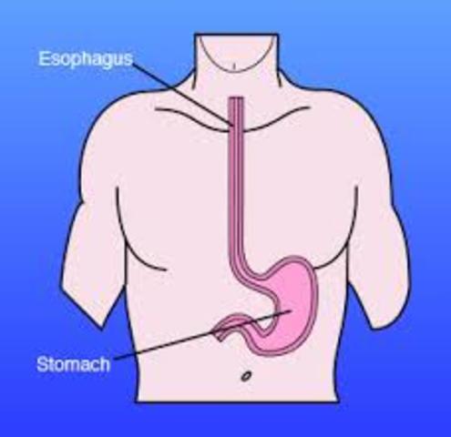 esophagus