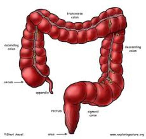 large intestine