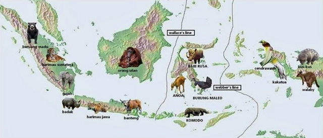 La distribución geográfica de los animales