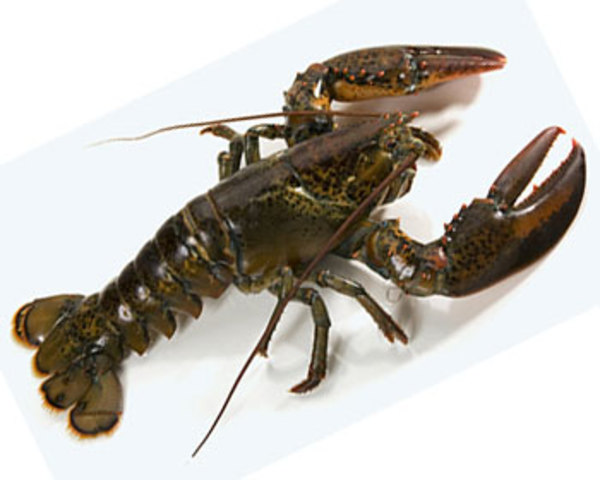 Georgi Frantsevich Gause publica su primer artículo científico.