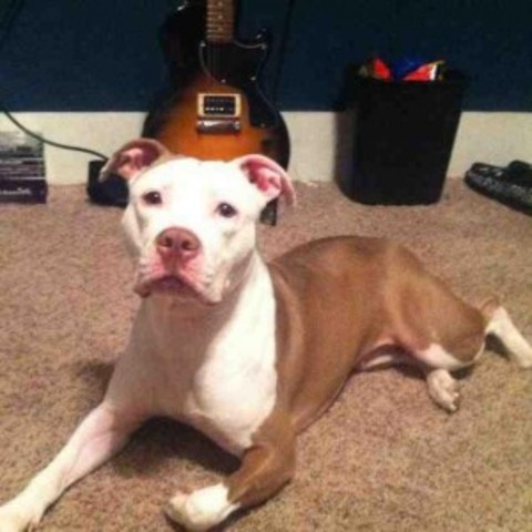 The day I got my dog